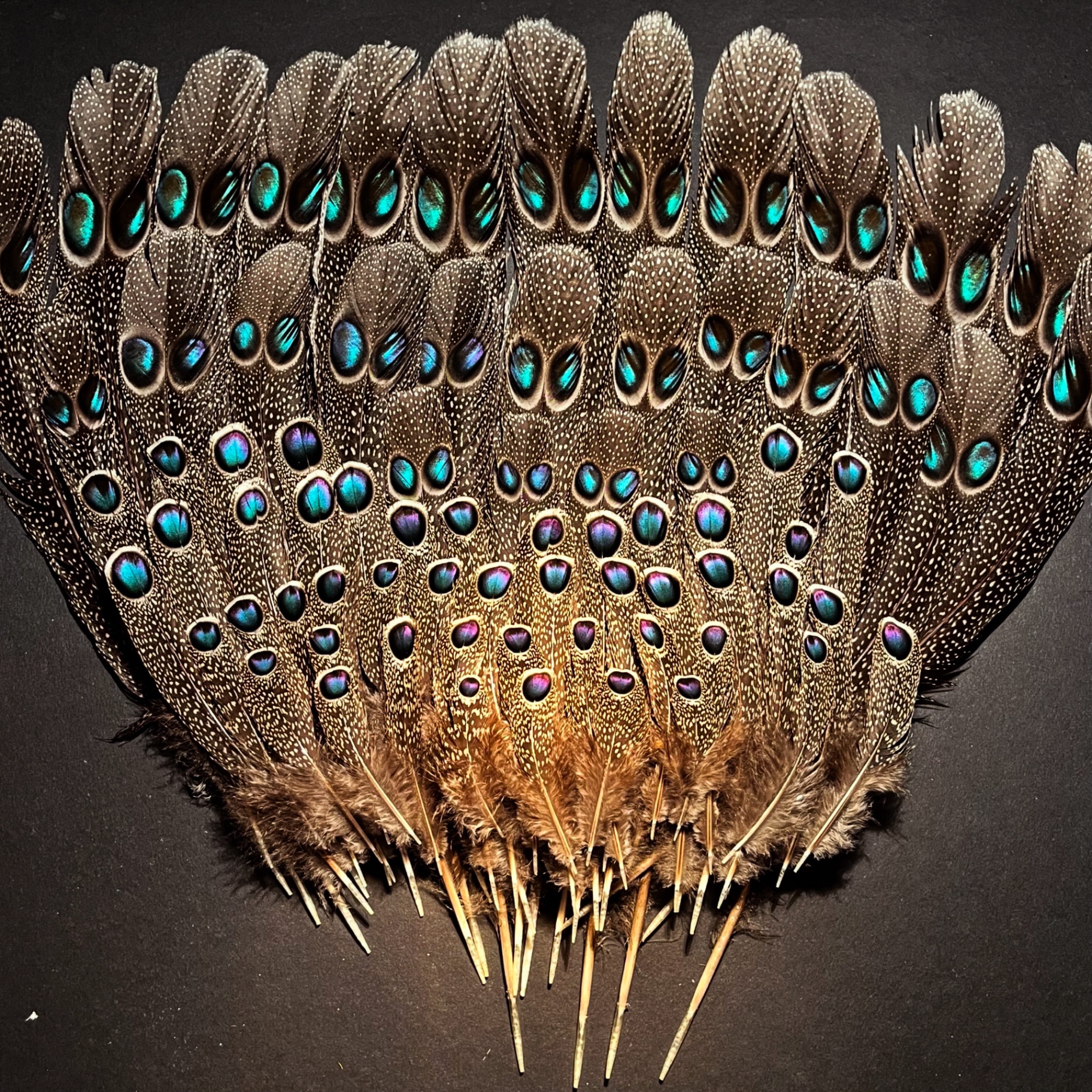 Iridescent Eye Feathers